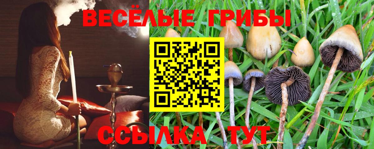 Псилоцибиновые грибы Psilocybe Серпухов